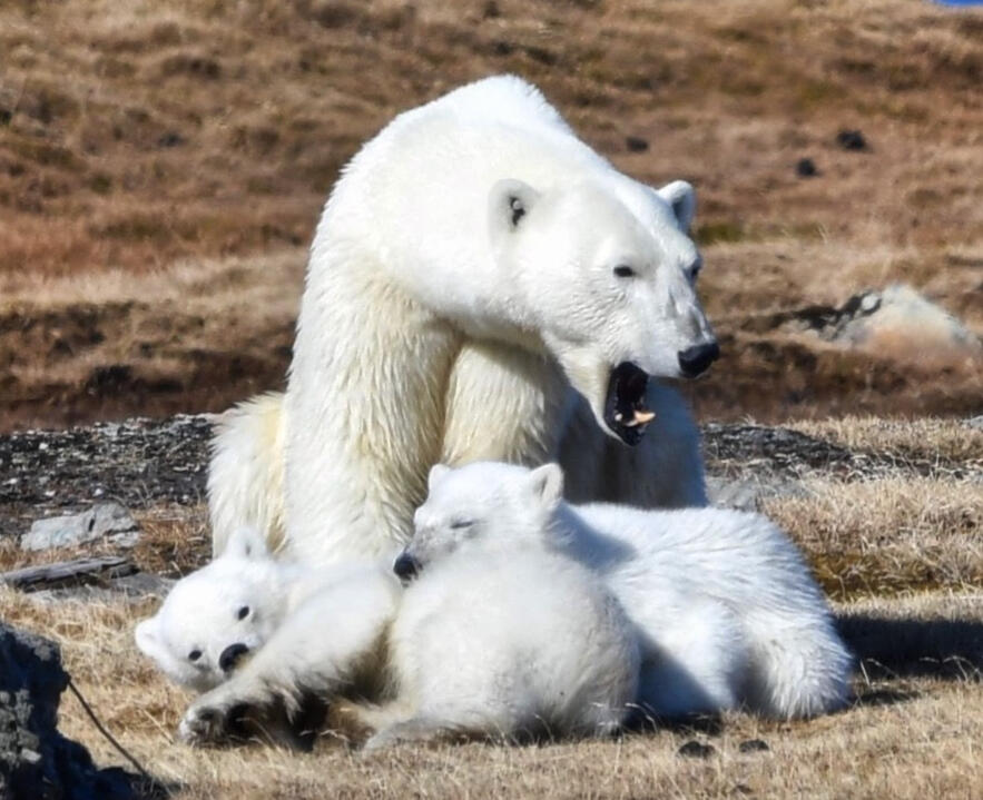 Polar Bear & Cubs, Svalbard
